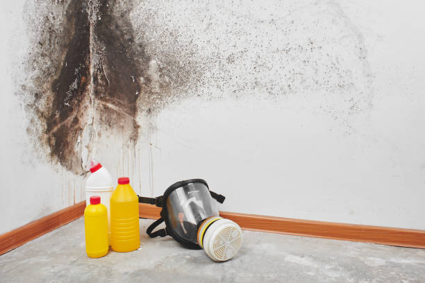 Best Attic Mold Removal  in Newport News, VA