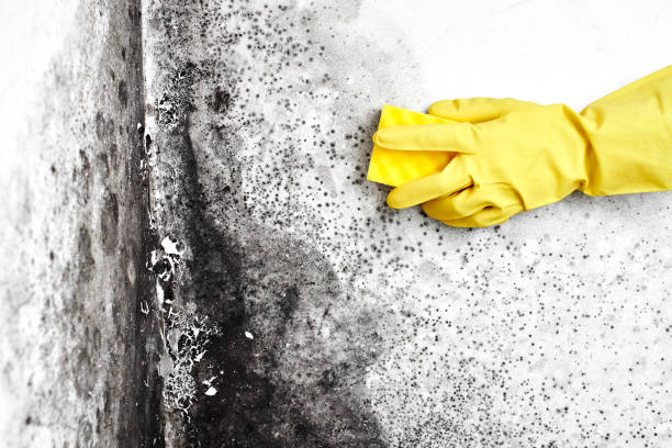 Best Professional Mold Removal  in Newport News, VA