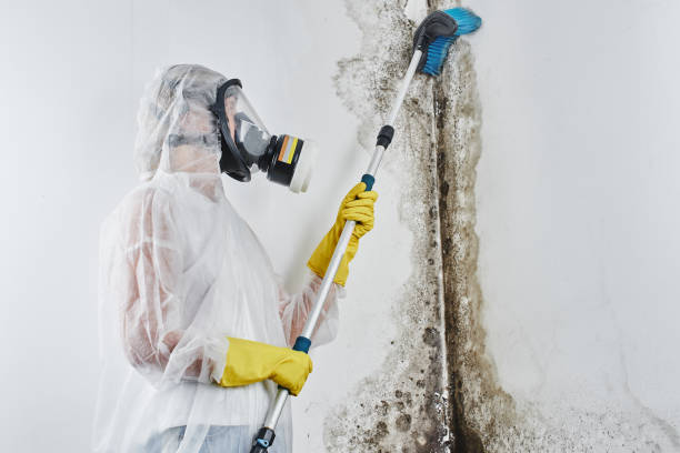 Best Mold Remediation  in Newport News, VA