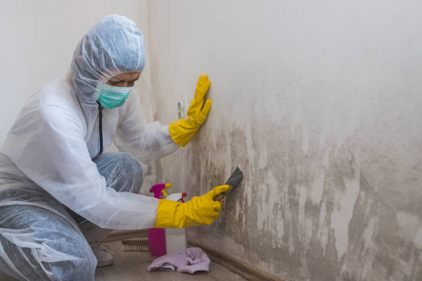 Mold Removal Process in Newport News, VA