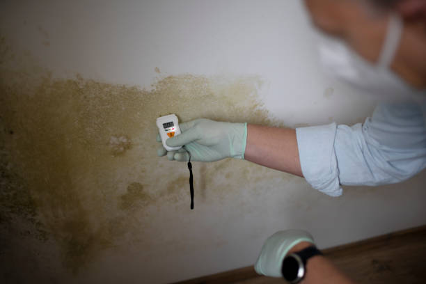 Best Home Mold Removal  in Newport News, VA
