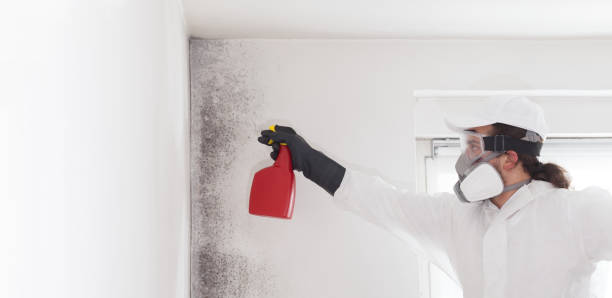 Best Residential Mold Removal  in Newport News, VA
