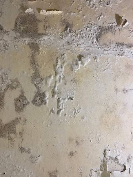 Best Affordable Mold Removal  in Newport News, VA
