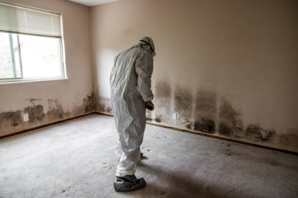 Best Mold Cleaning Services  in Newport News, VA