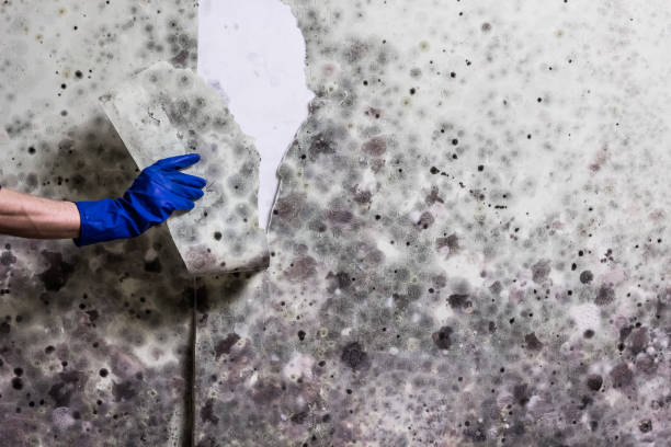 Best Certified Mold Removal  in Newport News, VA