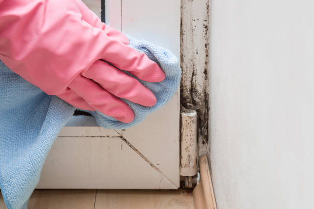 Best Mold Removal Near Me  in Newport News, VA