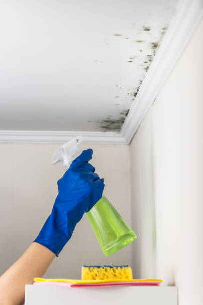 Best Crawl Space Mold Removal  in Newport News, VA